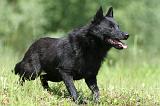 SCHIPPERKE 304